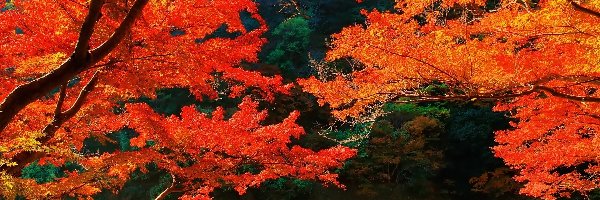 Kioto, Góry, Japonia, Jesieni, Drzewa, Łódka, Kolory, Jezioro, Lasy, Wyspa
