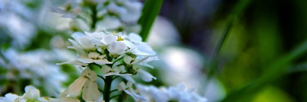 Kwiaty, Wiosenne, Białe