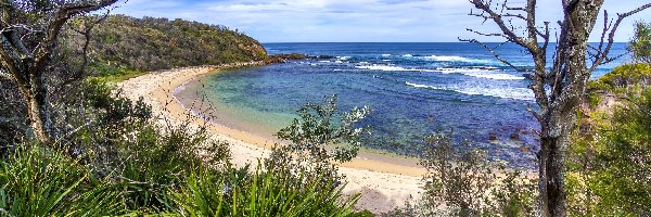 Rośliny, Morze, Brzeg, Nowa Południowa Walia, Australia, Drzewa, Plaża