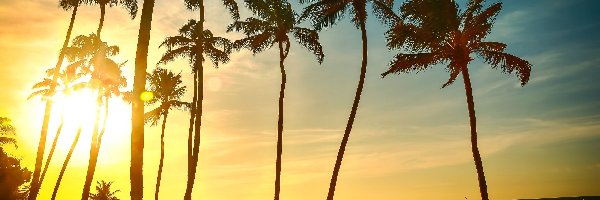 Palmy, Tropiki, Plaża, Słońce