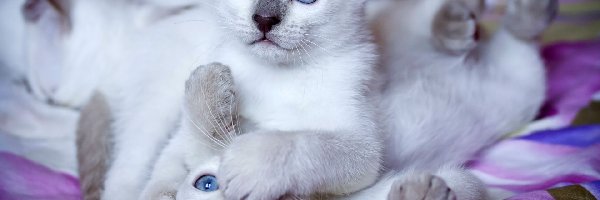 Kotki, Białe, Dwa