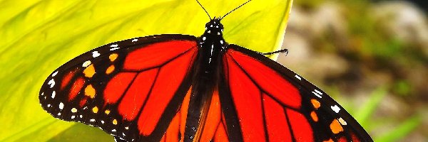 Monarch, Motyl