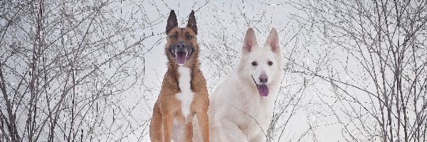 Zima, Psy, Dwa, Grafika, Biały owczarek szwajcarski