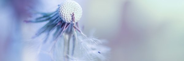 Dmuchawiec, Makro, Niełupki, Mniszek