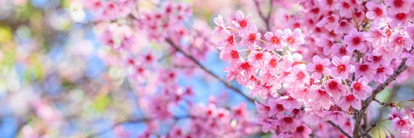 Wiosna, Wiśnia japońska, Drzewo owocowe, Gałęzie