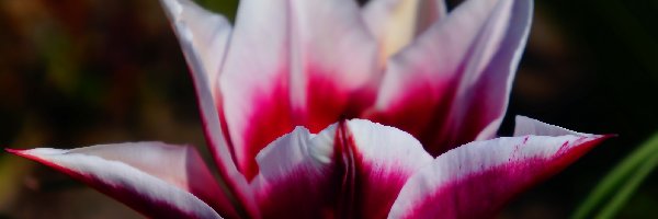 Wiosenny, Płatki, Tulipan, Kwiat
