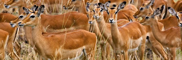 Impale, Impala