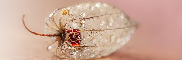 Sucha, Ślimak, Roślina, Miechunka rozdęta