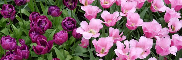 Tulipany, Liliowe, Fioletowe
