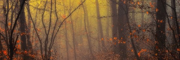 Las, Światło, Mgła, Jesień