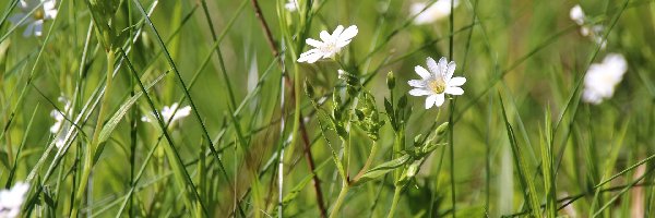 Trawa, Rogownica, Kwiaty