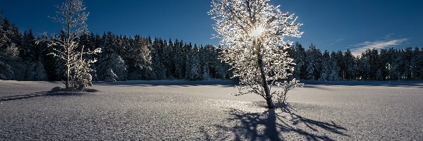 Śnieg, Wschód słońca, Drzewa, Zima