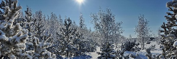 Zima, Ośnieżone, Drzewa, Słońce