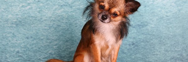Piesek, Chihuahua długowłosa