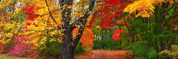 Drzewa, Liście, Kolorowe, Jesień, Droga, Park