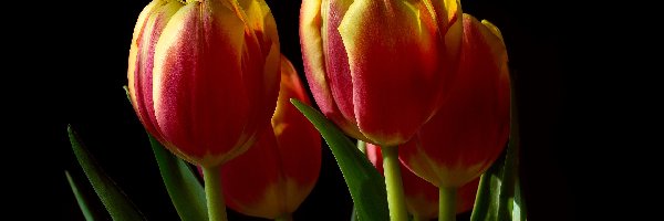 Ciemne tło, Tulipany, Czerwono-żółte