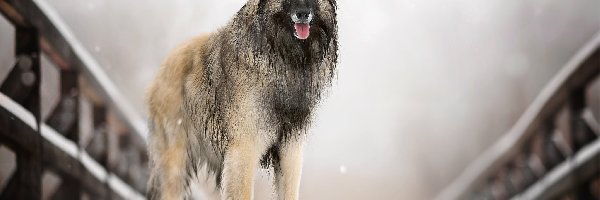 Owczarek belgijski tervueren, Śnieg, Mostek, Pies