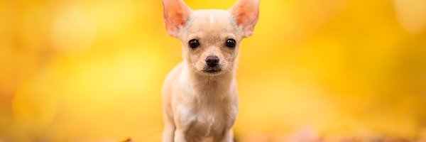 Chihuahua krótkowłosa, Biszkoptowy, Pies