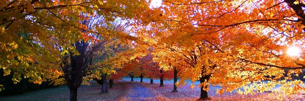 Drzewa, Park, Jesień, Droga