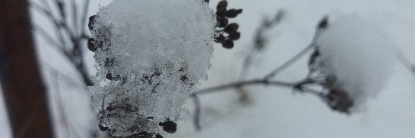 Sucha, Śnieg, Roślina, Zima