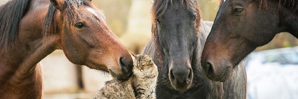 Kot, Konie, Trzy