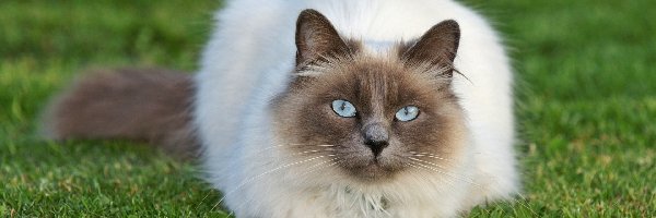 Kot, Trawnik, Syjamski, Oczy, Błękitne