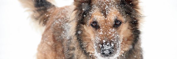 Zima, Shila, Kundelek, Śnieg, Suczka, Pies