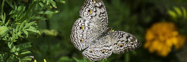 Motyl, Szary