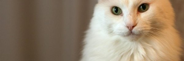 Kotek, Biały, Śliczny