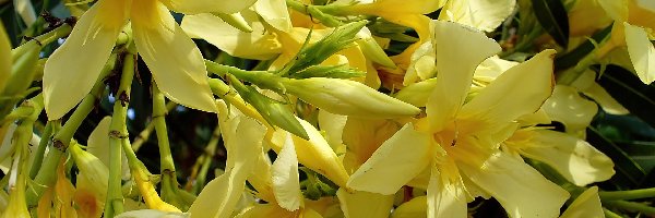 Oleander, Żółty, Kwitnący