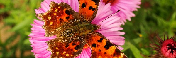 Rusałka ceik, Motyl