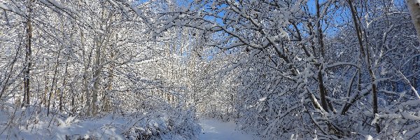 Zima, Las, Drzewa, Śnieg, Droga