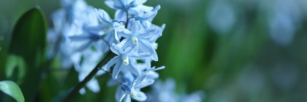 Kwiaty, Białoniebieskie