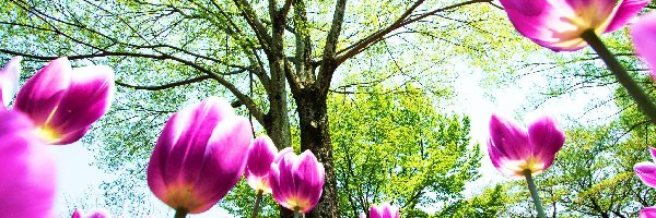 Drzewa, Kwiaty, Tulipany
