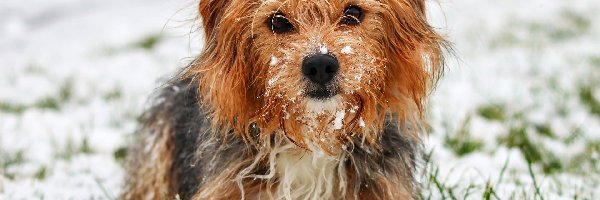 Śnieg, Yorkshire terrier, Pies