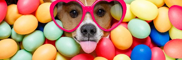 Wielkanoc, Okulary, Język, Pisanki, Jack Russell terrier, Pies
