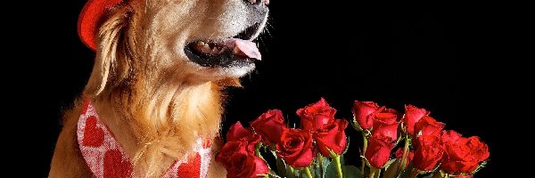 Piesek, Róże, Czerwone, Golden Retriever, Walentynki
