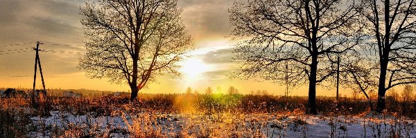 Drzewa, Wschód słońca, Zima