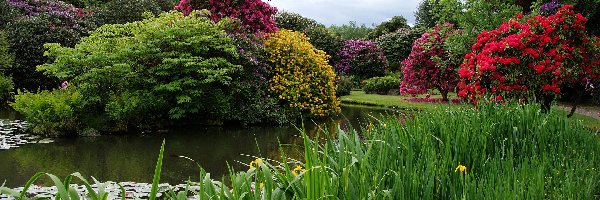 Ogród Biddulph Grange, Biddulph, Kwiaty, Staw, Park, Rośliny, Drzewa, Anglia