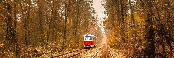 Jesień, Kijów, Tory, Tramwaj, Puszcza-Wodycia, Drzewa, Las, Ukraina