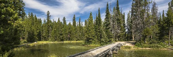 Jezioro, Stan Wyoming, Chmury, Most, Stany Zjednoczone, Drzewa, Drewniany, Park Narodowy Grand Teton
