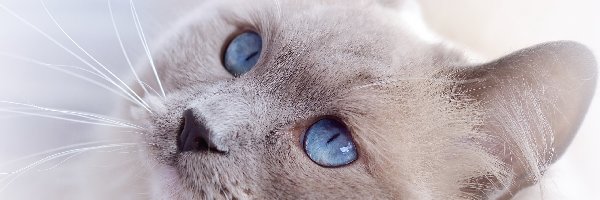 Kot, Oczy, Niebieskie, Jasny