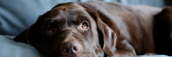 Labrador retriever, Rozmycie, Spojrzenie, Smutny