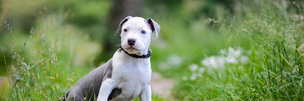 Szczeniak, American Staffordshire Terrier, Amstaff, Pies