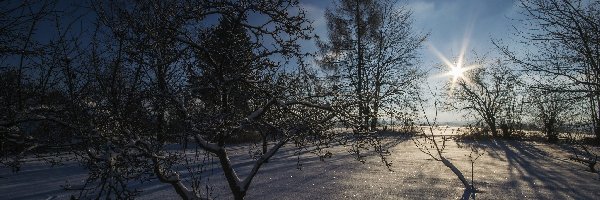 Śnieg, Promienie słońca, Drzewa, Zima
