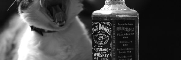 Whiskey, Kot