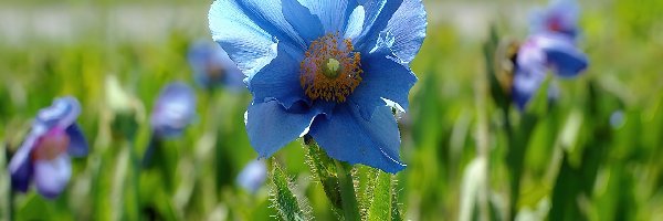 Maku, Kwiat, Niebieski