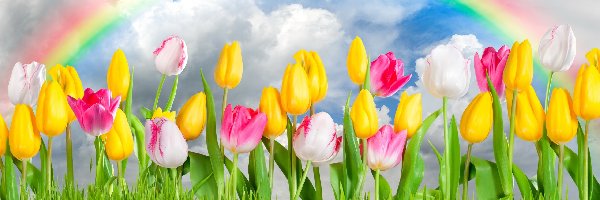 Tęcza, Tulipany, Kwiaty