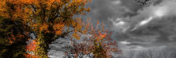 Jesień, Chmury, Ciemne, Drzewa