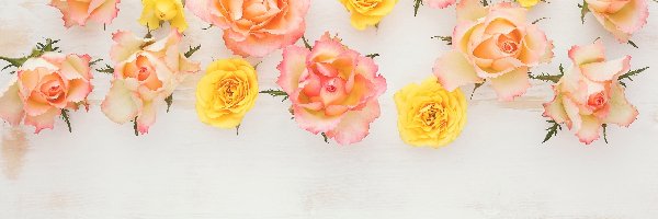 Róże, Deski, Białe, Kwiaty